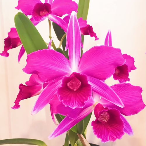 卡特兰原生种精选高端进口红婆婆兰花洋兰L.purpurata sanguinea