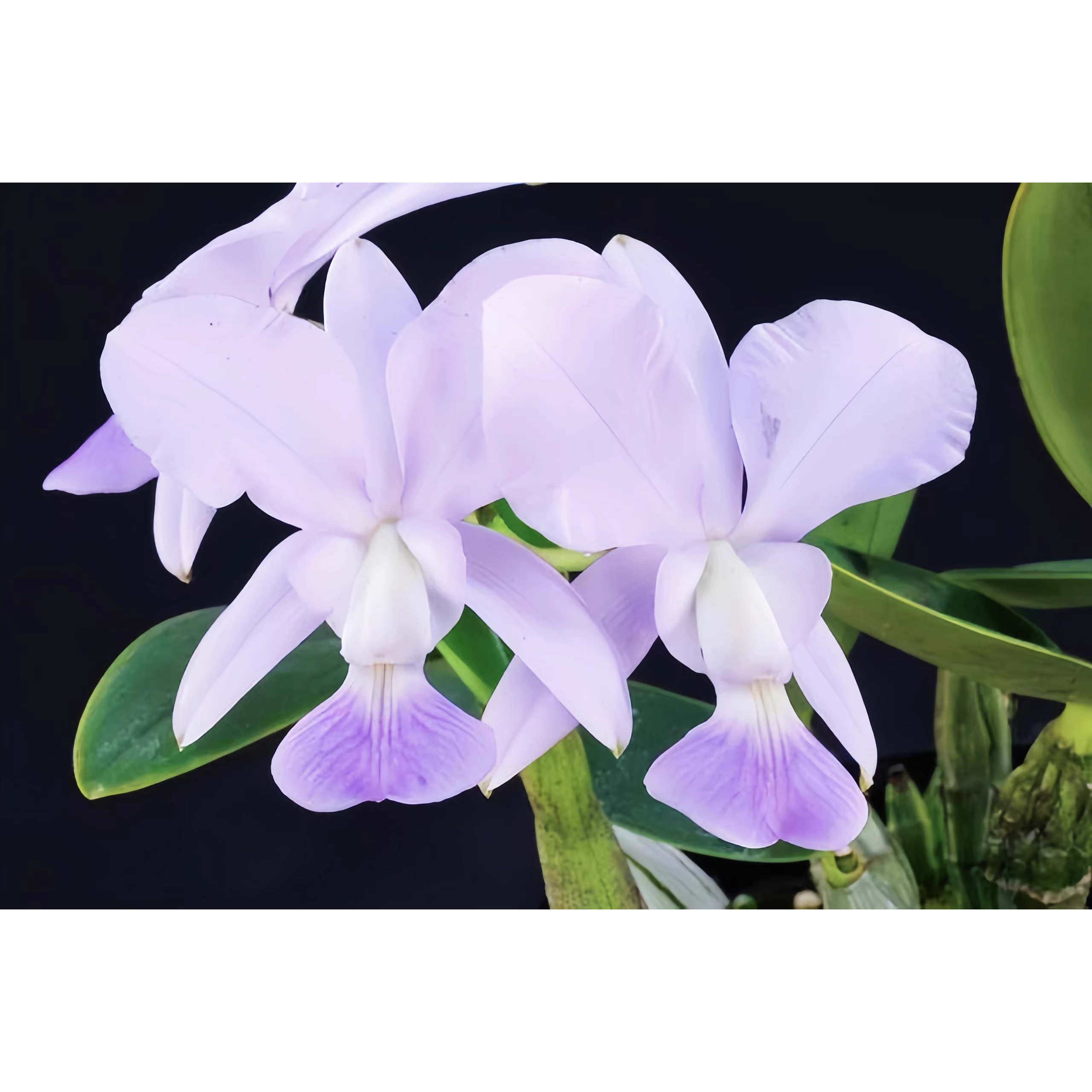 原生种C.walkeriana var.coerulea "Blue Manhattan"蓝色走路人,鲜花速递/花卉仿真/绿植园艺,国兰/杂交兰/洋兰类,淘宝优惠券,粉丝福利购,淘宝优惠卷