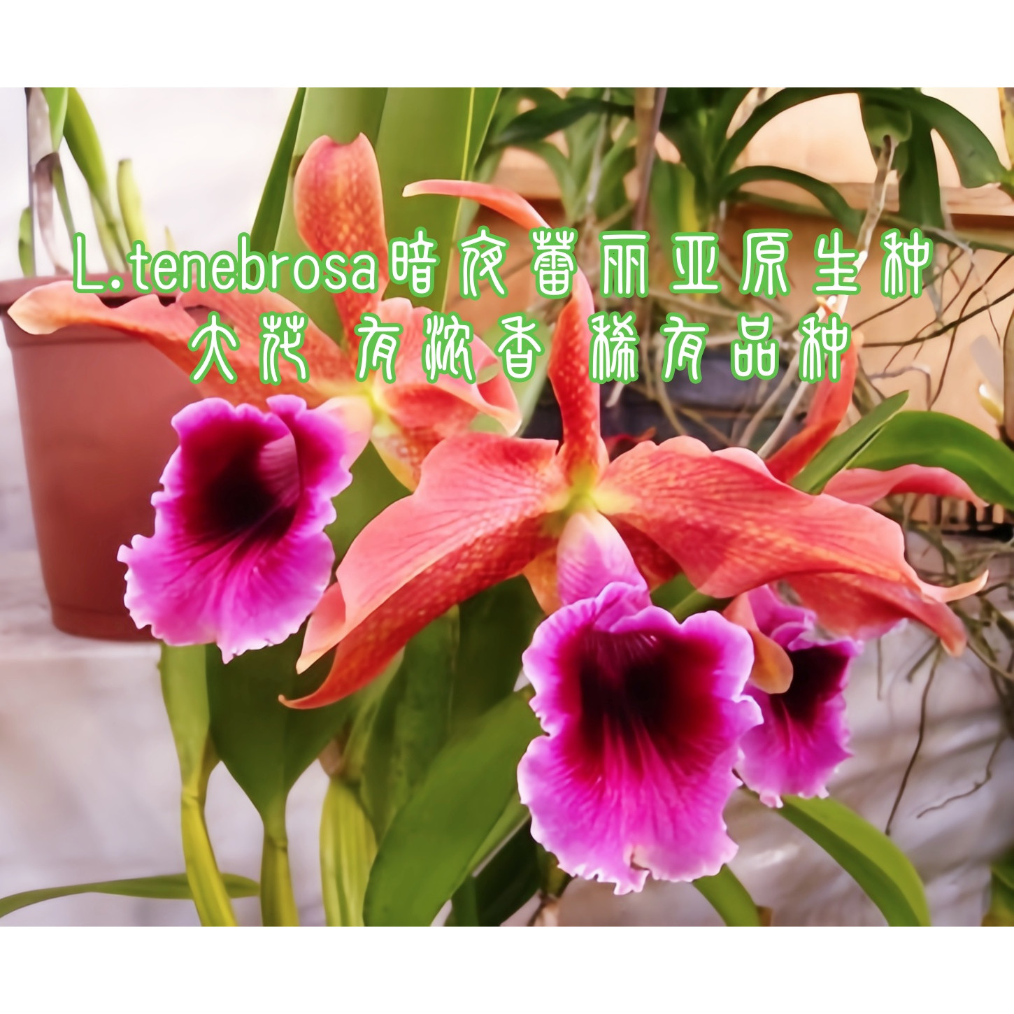 暗夜卡特兰原生种大花浓香