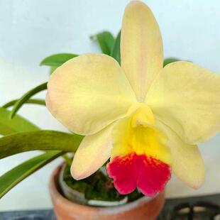 迷你卡特兰 非常好养四季开花有香味 成株带盆发货