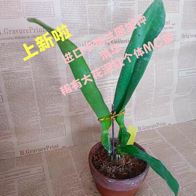 进口兰花洋兰卡特兰原生种浓香C.labiata rubra 