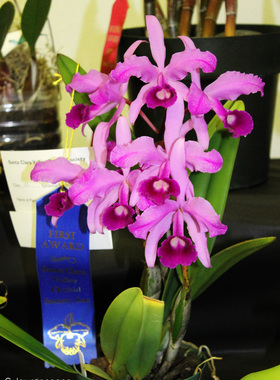 C.lawrenceana 卡特兰原生种 非常稀有的品种 进口植株