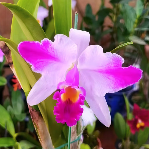 精选植株稀有进口大花卡特兰原生种C.lueddemanniana s/a flamea