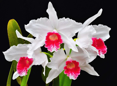 精选三文鱼婆婆兰花洋兰卡特兰原生种L.purpurata fma.carnea