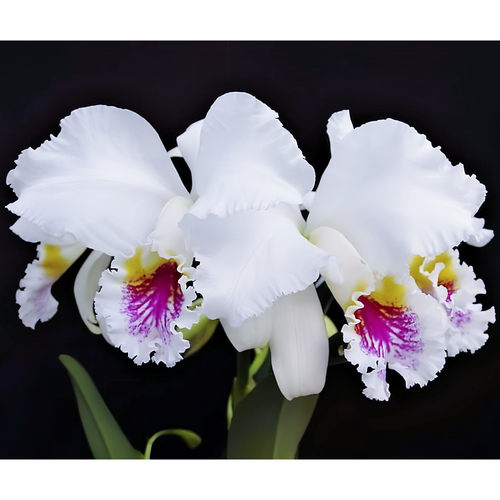 精选高档稀有进口C.mossiae semi-alba半白莫西卡特兰原生种兰花