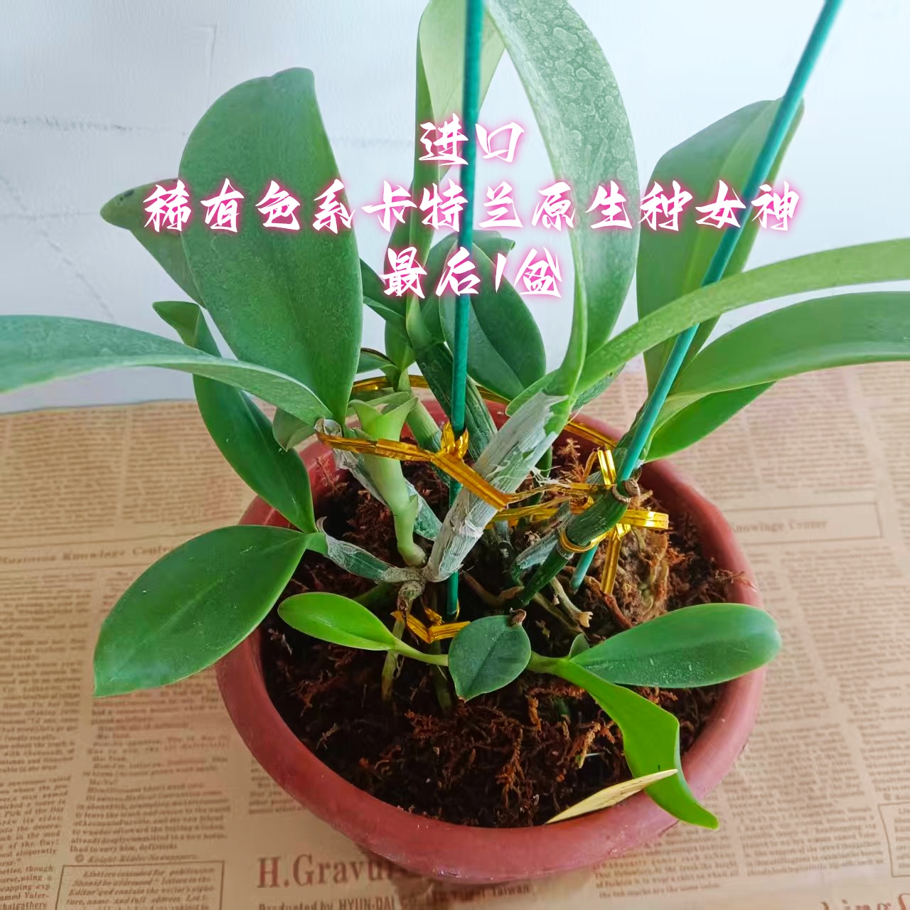 兰花洋兰进口卡特兰原生种女神有香C.violacea semi-alba flamea