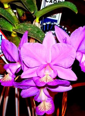 稀有诺比巴西原生种卡特兰C.nobilior 'D.R.W' x sib 红色有香