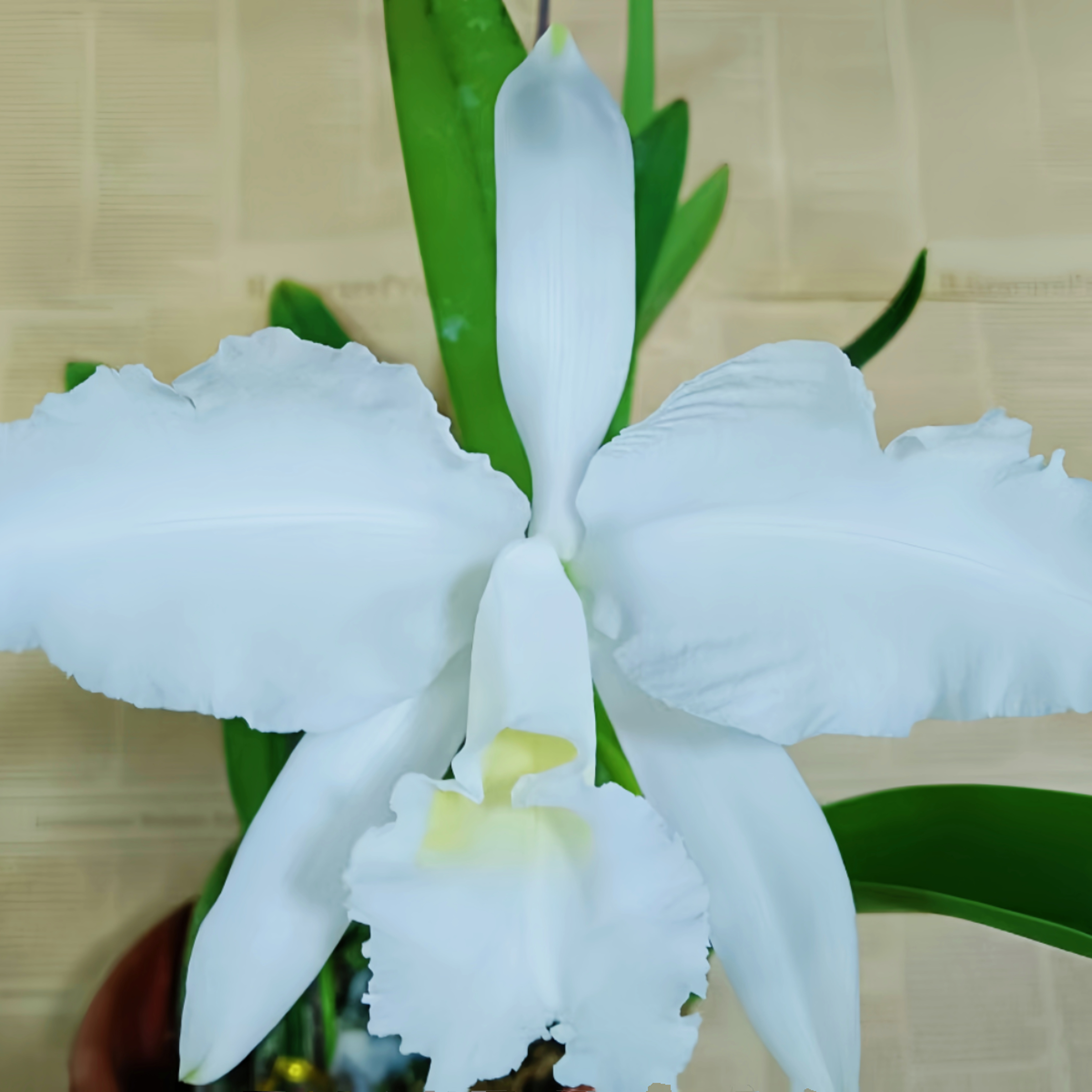 精选进口超大花！卡特兰原生种C.lueddemanniana albaOG