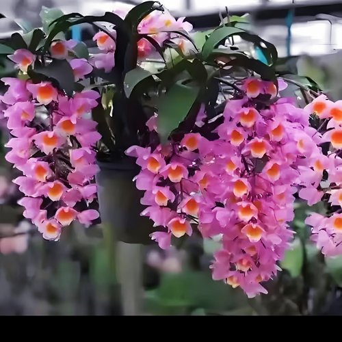 高端经典红灯笼原生种稀有Den.farmeri花香清雅兰花洋兰石斛兰