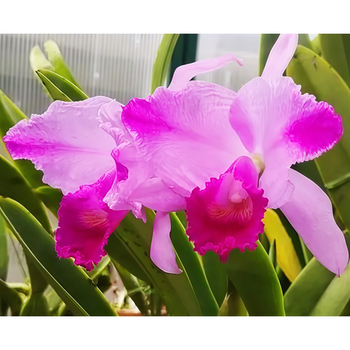 精选新品进口稀有卡特兰原生种C.trianaei flamea x sib兰花洋兰
