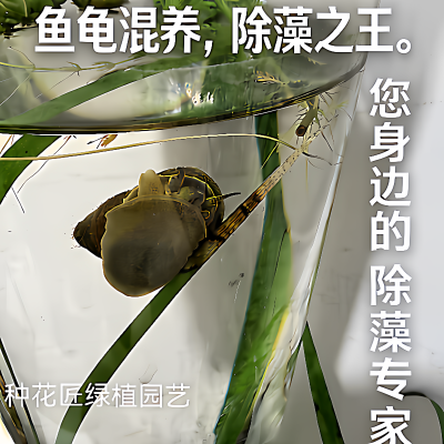 淡水活体石螺鱼缸除藻造景