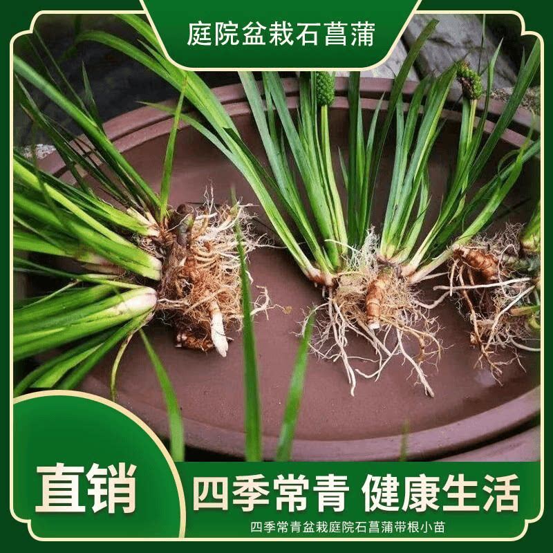 石菖蒲水培室内水陆两栖植物耐阴