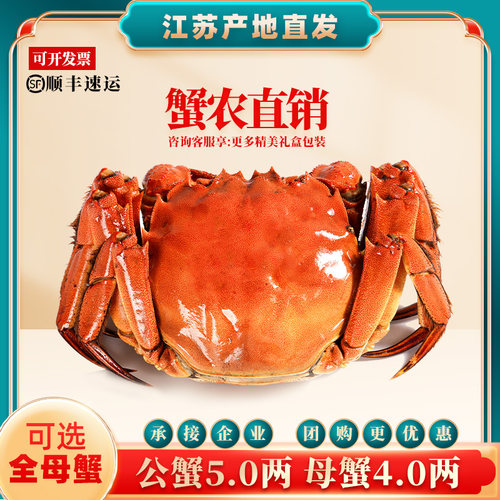 活蟹阳澄湾苏州大闸蟹鲜活特大螃蟹公5.0两母蟹4.0两官方旗舰