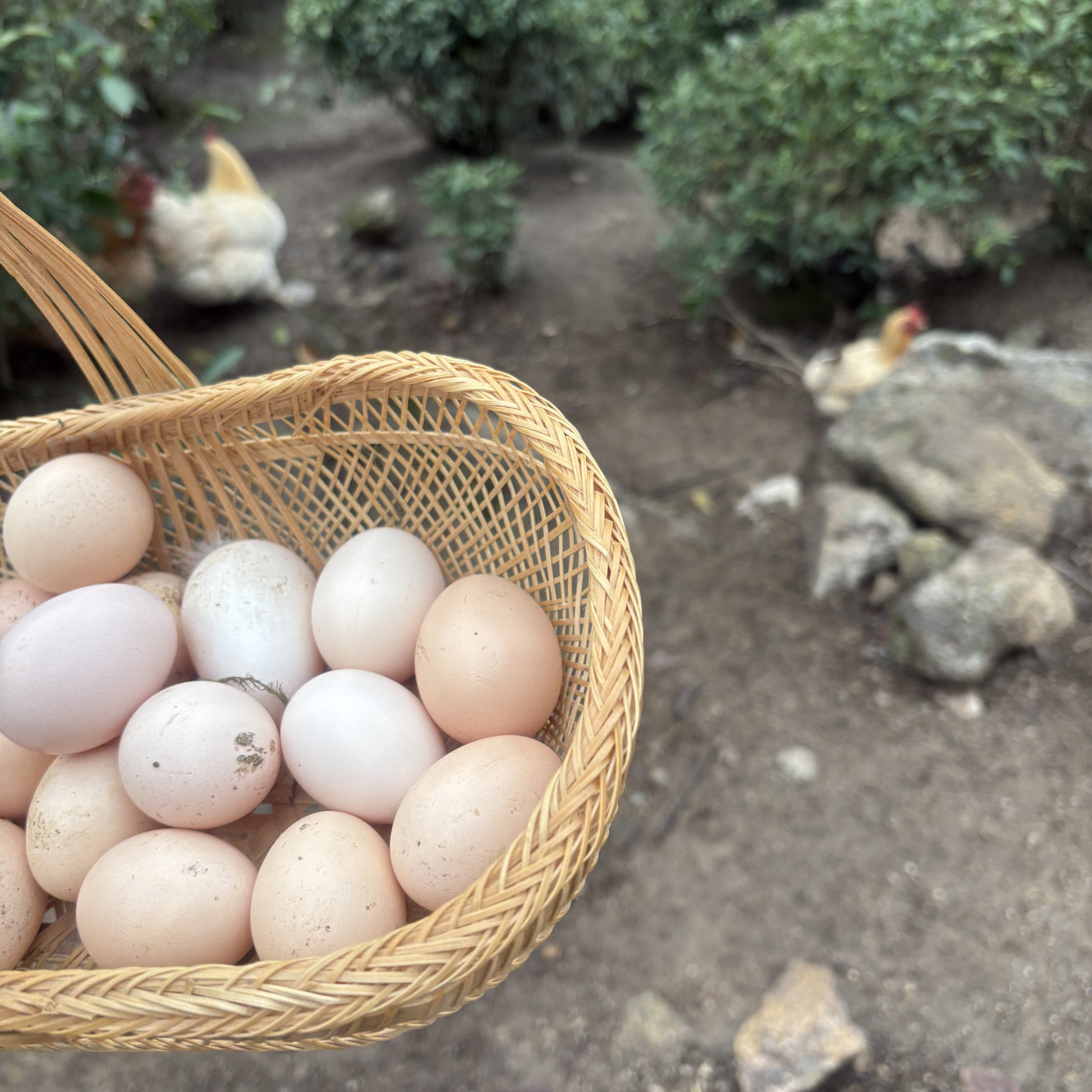 江西赣州安远县农村农家脐橙果园散养新鲜土鸡蛋谷物喂养非饲料蛋,水产肉类/新鲜蔬果/熟食,鸡蛋,淘宝优惠券,粉丝福利购,淘宝优惠卷