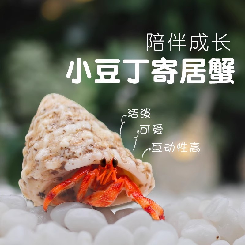 女孩子儿童玩具6岁以上7一12网红爆款8女童生日礼物9女生小学生10