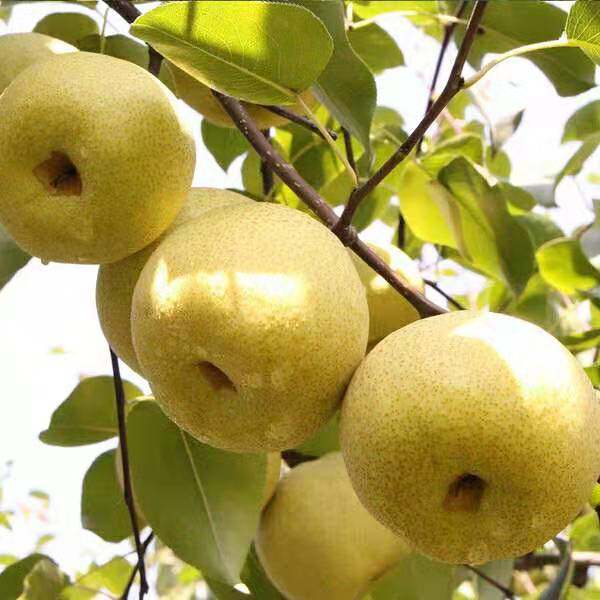 延安延长砀山梨陕西新鲜脆甜应季梨子现摘现发陕北应季酥梨包邮
