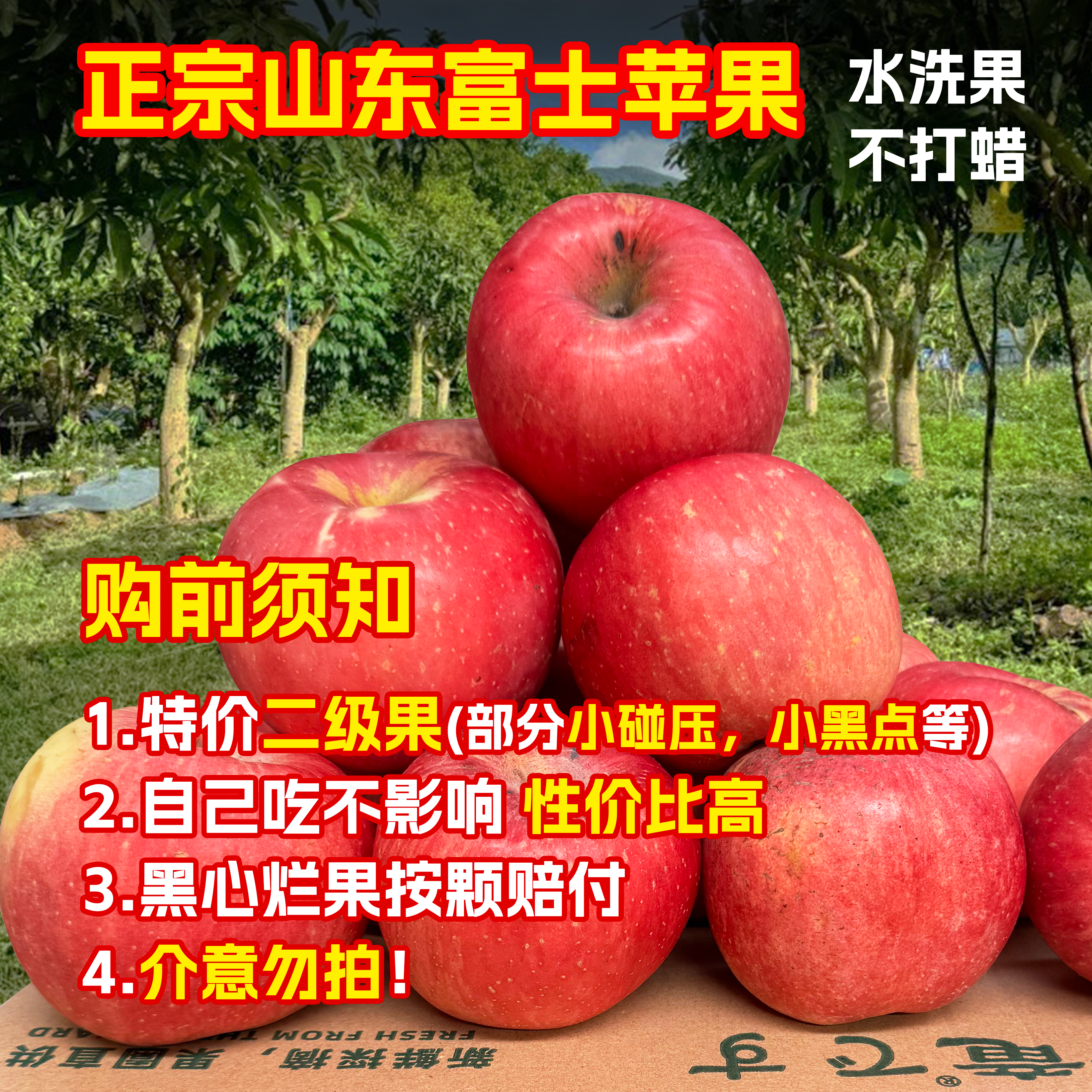 【特价】正宗山东烟台富士苹果片条纹新鲜脆甜产地直发包邮二级果