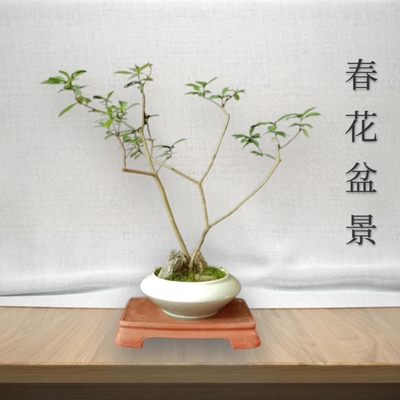 春花石斑木现货精品开花盆景