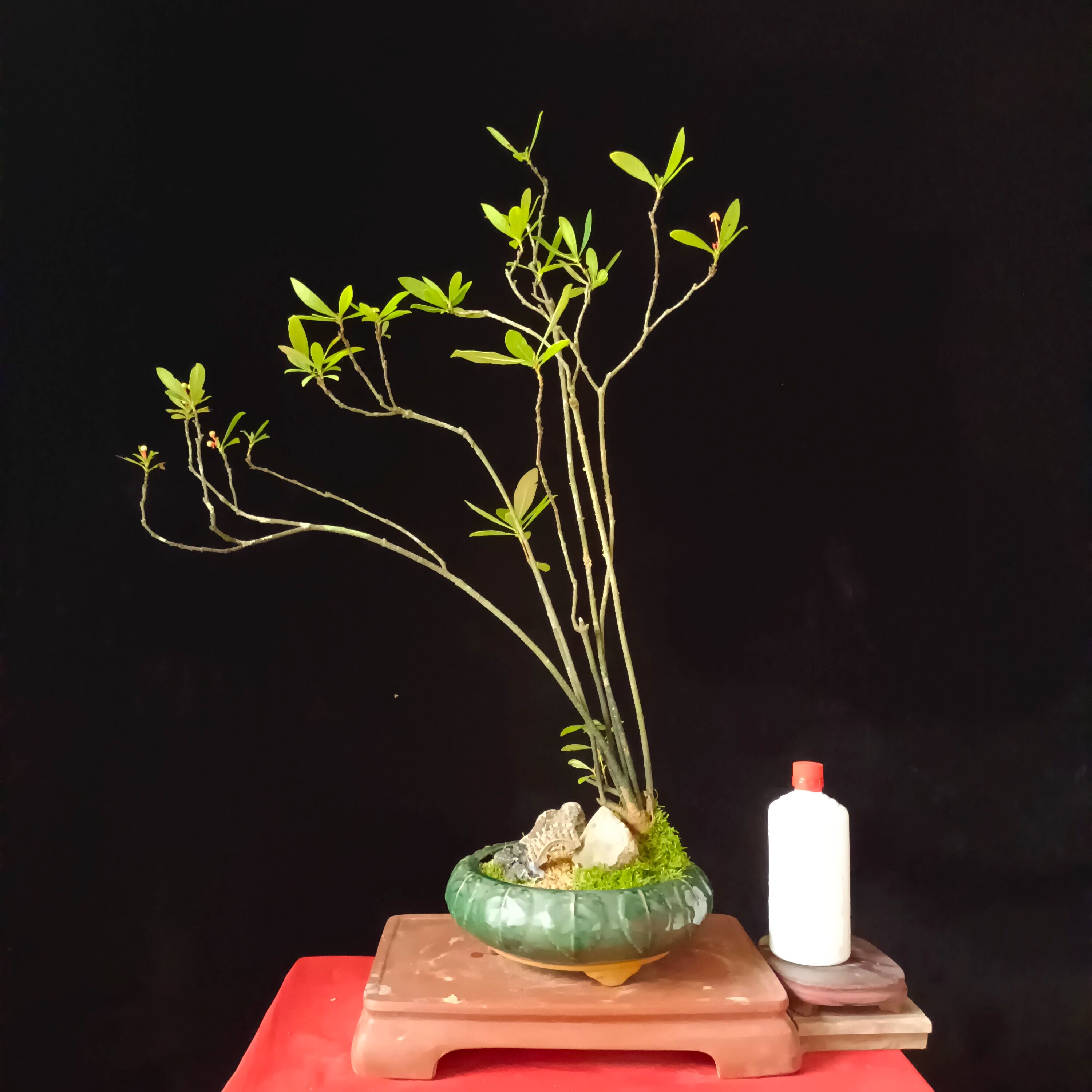 高端精品造景龙船花盆景客厅阳台老桩仙丹花盆栽一物一拍顺丰包邮