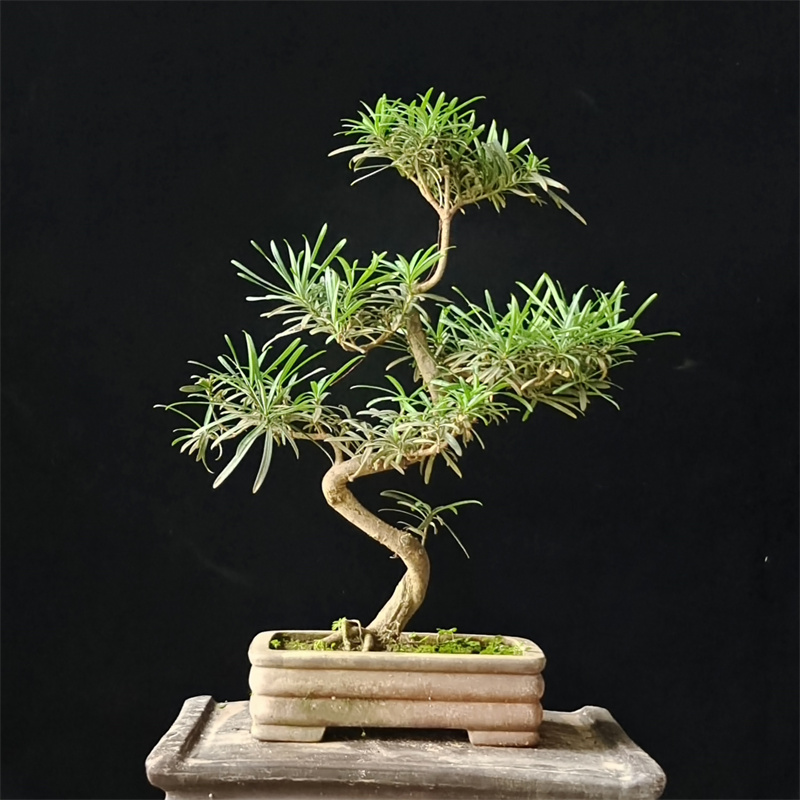 罗汉松老桩提根盆景树桩客厅迎松树阳台四季常青盆栽一物一拍包邮