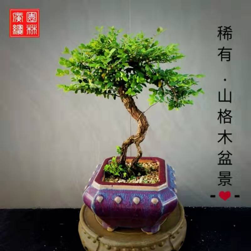 阳台山格木盆景丛生植物客厅茶室