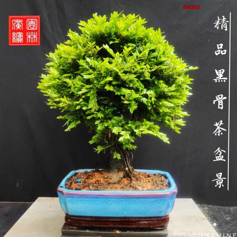 矮霸小叶紫檀盆景老桩黑骨茶客厅四季常防辐射青绿植一物一拍包邮