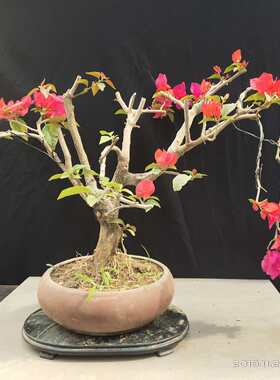 缤纷园林老桩三角梅四季开花