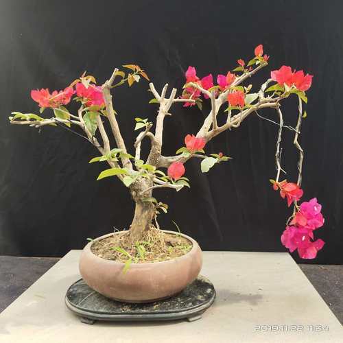 缤纷园林老桩三角梅四季开花