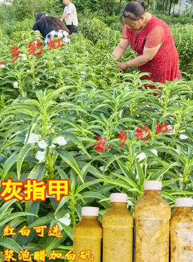 红白色凤仙花花瓣新鲜治灰指甲草花染指甲粉泡脚小桃红女儿花泡茶