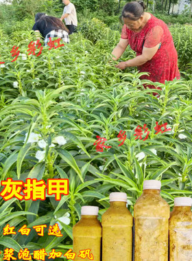 红白色凤仙花花瓣新鲜灰指甲指甲草染指甲粉泡脚小桃红女儿红泡茶