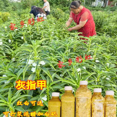 红白色凤仙花花瓣新鲜治灰指甲草花染指甲粉泡脚小桃红女儿花泡茶