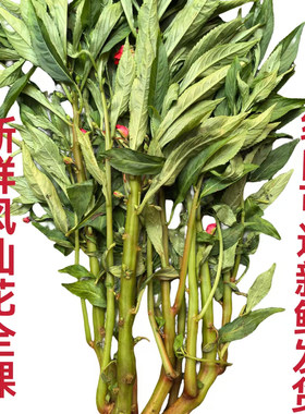白新鲜风仙花全植株八药传统桃红指甲草染头发指甲中药干花瓣