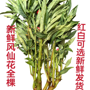 白新鲜风仙花全植株八药传统桃红指甲草染头发指甲中药干花瓣