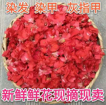 新鲜红白风仙花指甲草养头发粉红花瓣指甲草小桃红泡酒茶透骨草