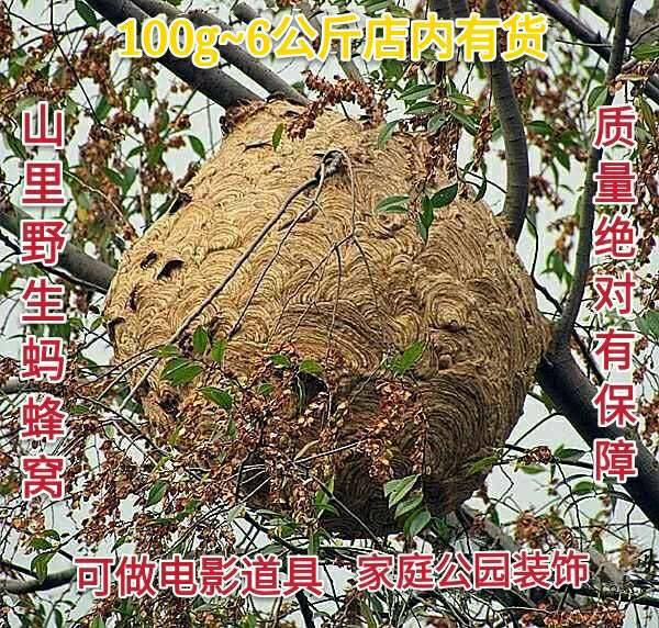 蚂蜂窝露蜂房蜂巢野生马蜂窝野蜂煮茶可做道具100克-封面