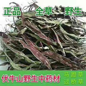 野生草还阳草小天然名贵药材石韦