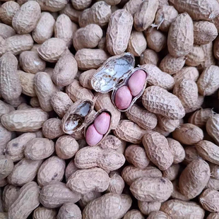 湖北随州广水土特产应山本地新鲜花生干花生食用农产品包邮