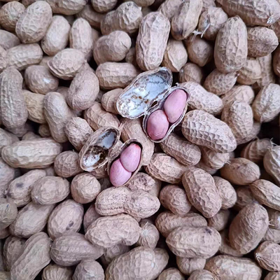 湖北随州广水土特产应山本地新鲜花生干花生食用农产品包邮