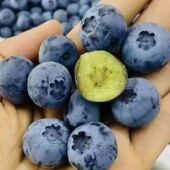 水果蓝梅鲜果甜莓 云南高山蓝莓当季 花香蓝莓L25号 顺丰空运