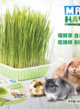 Mr. Hay小麦草鲜种包DIY无土种植新鲜水嫩多次收割粗纤维50g草种