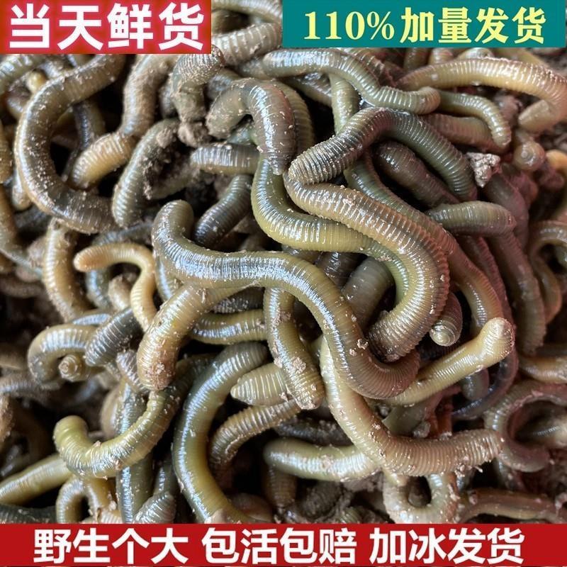 湖北鲜活青蚯蚓钓黄鳝野生黑蚯蚓特大臭蚯蚓松土垂钓钓鱼活饵