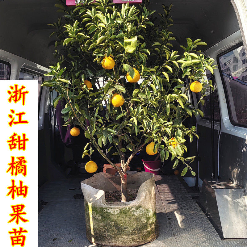 现挖现卖浙江甜橘柚果树苗 甜桔柚嫁接苗 甜心柚带土发货柚子树苗