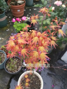 日本红枫羽毛枫猩猩枝垂橙之梦珊瑚阁有名野村猩猩野村黄金枫树苗