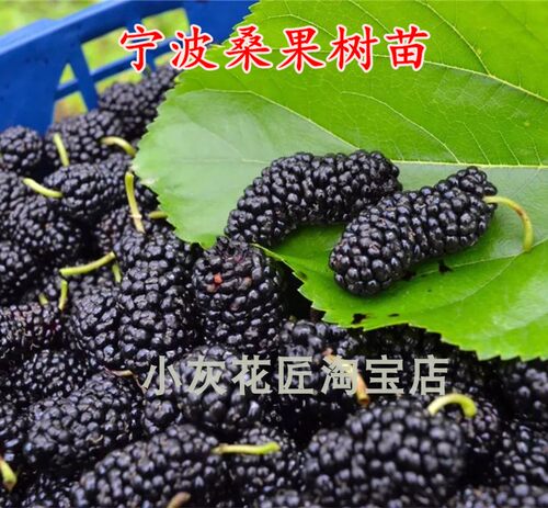 宁波盆栽桑葚果树苗满38元包邮