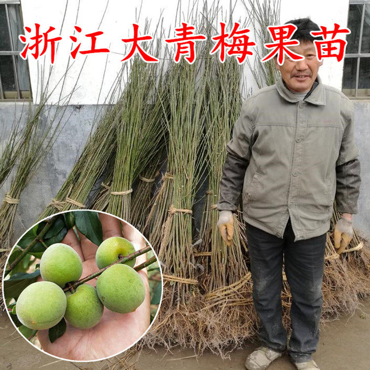 浙江萧山大青梅树苗 盆栽梅子果树苗 庭院带土球青梅嫁接大树