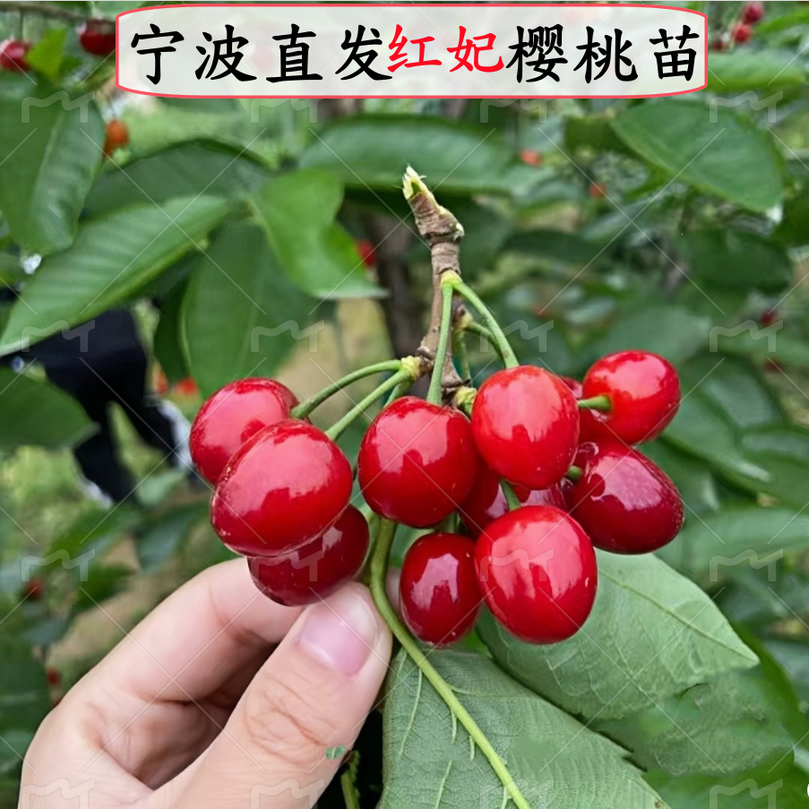宁波发货红妃樱桃果树苗南方大樱桃树苗红妃嫁接苗