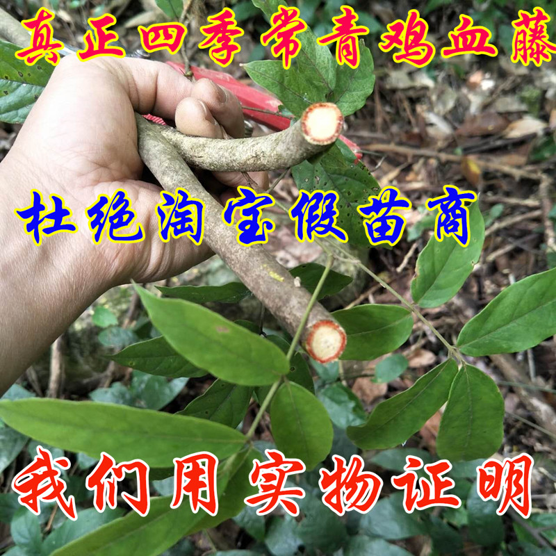 正品宁波鸡血藤特别稀少紫藤树苗