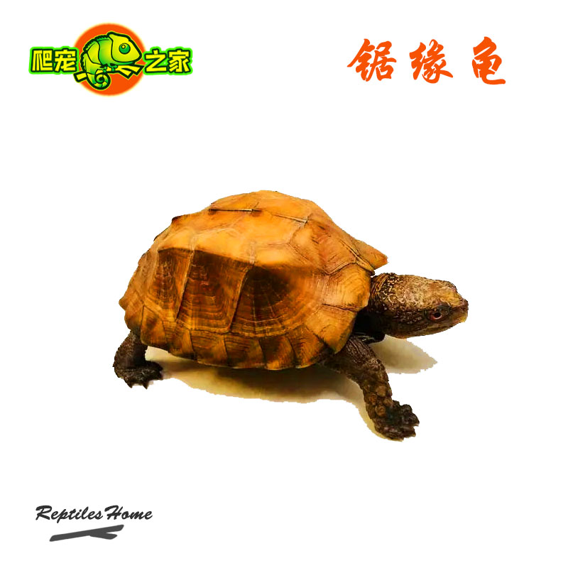 八角灵龟锯缘龟半水龟合法养殖互动好观赏陆地养宠物菜龟活体可选