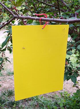 新品双面粘虫板蓝色黄色诱虫果树环保防虫实用包邮粘蝇纸