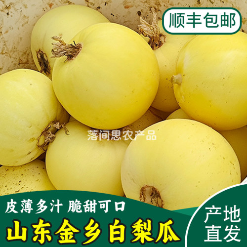 山东金乡白梨瓜早甜脆小蜜蜂甜瓜